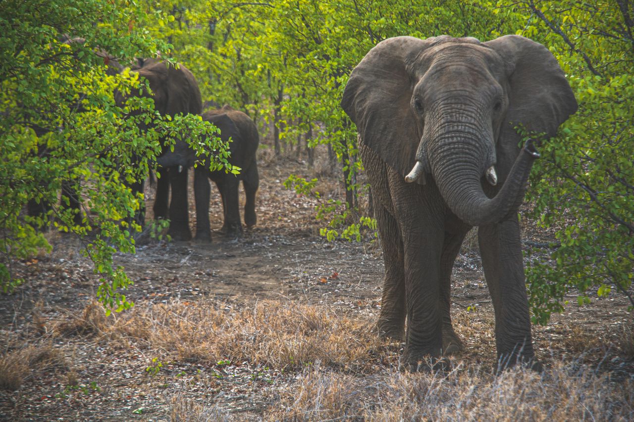 Multiple Elephants