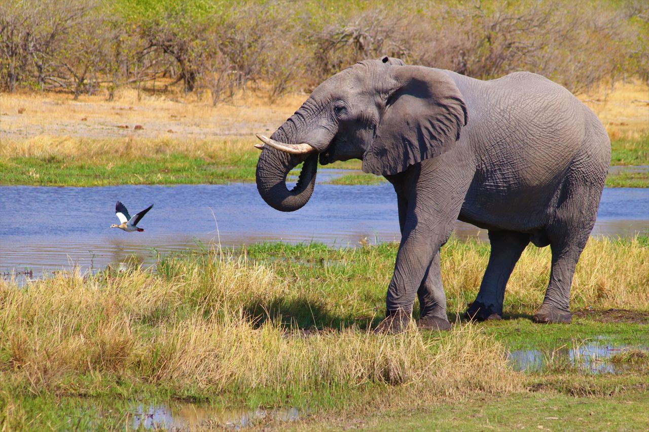 elephant near water