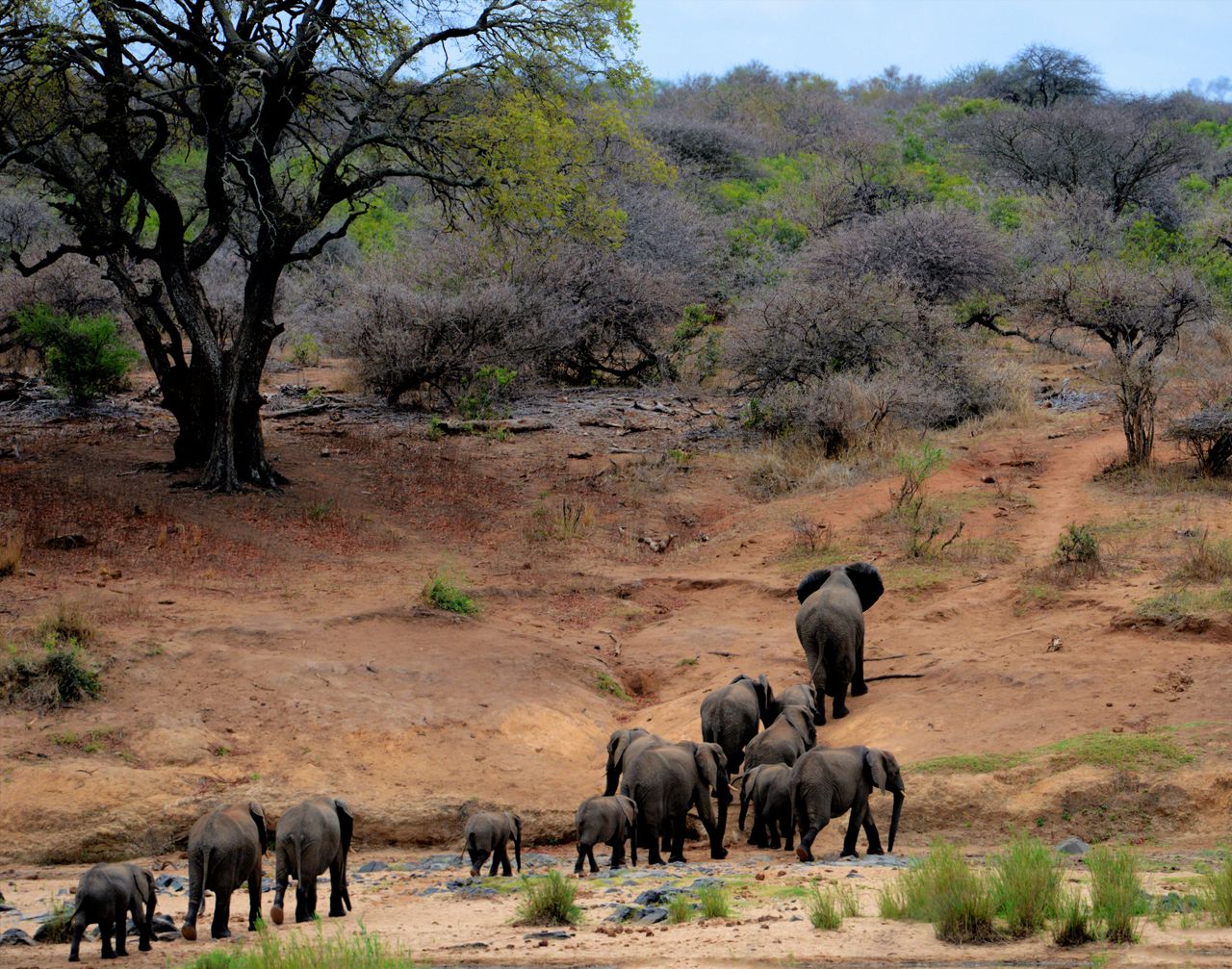 Kruger National Park Elephants