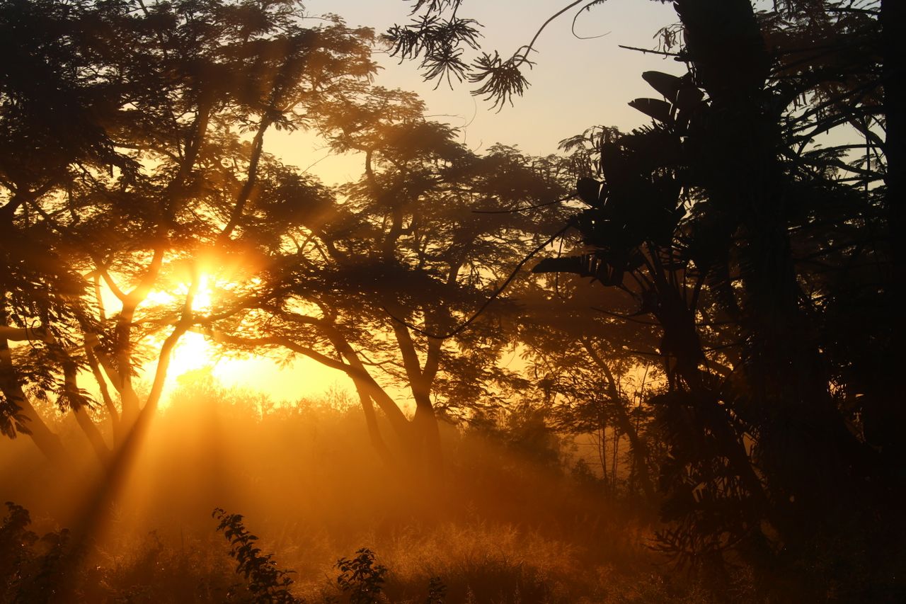 Early morning hours in the bushveld