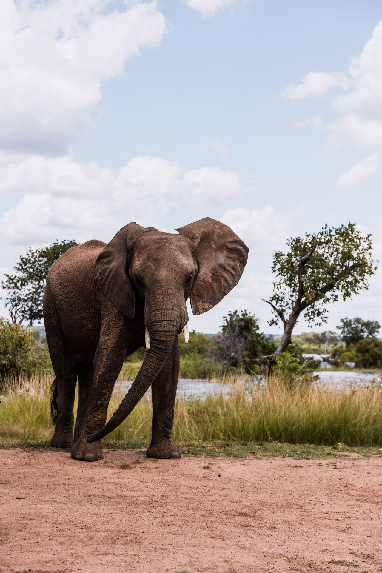 Kruger Elephant