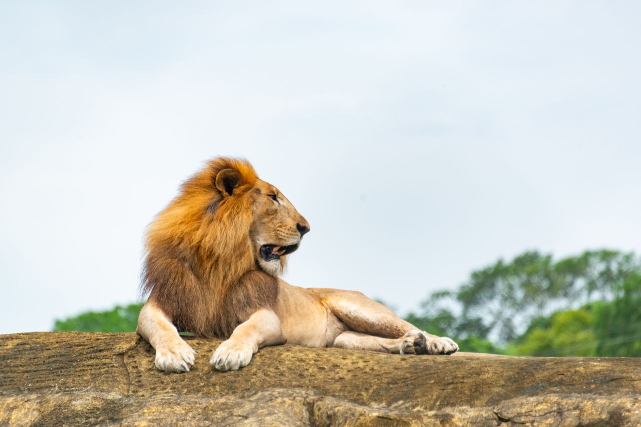 Pilanesberg Lion