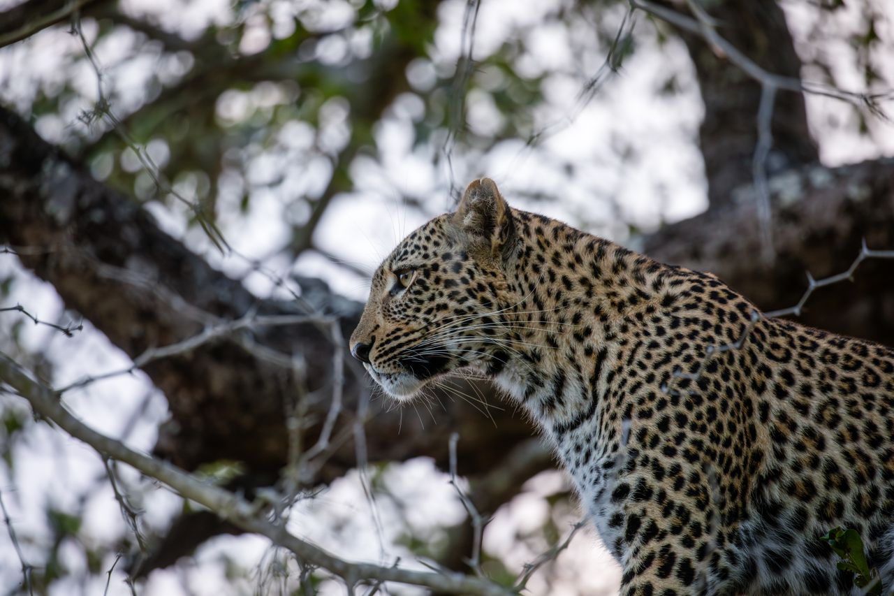 Pilanesberg Leopard