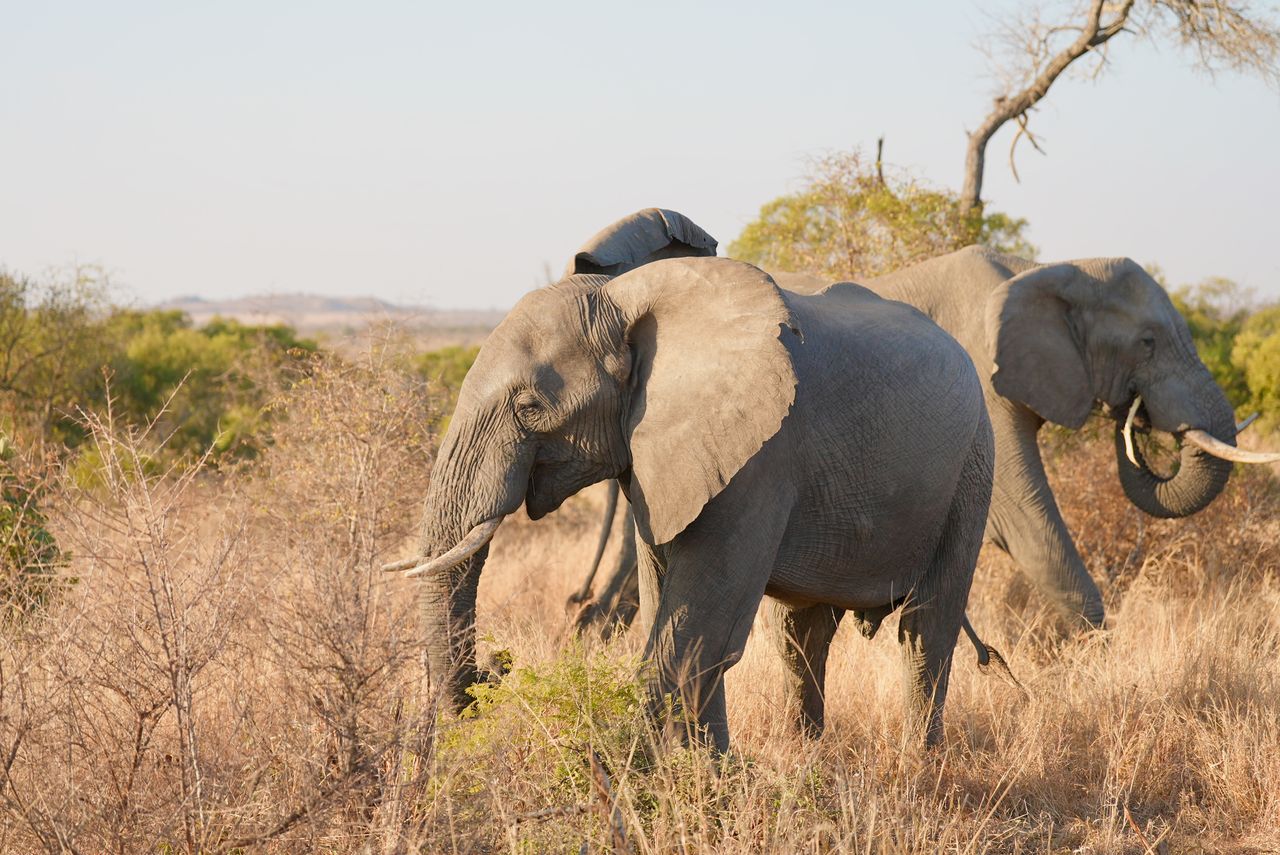 Pilanesberg Elephant