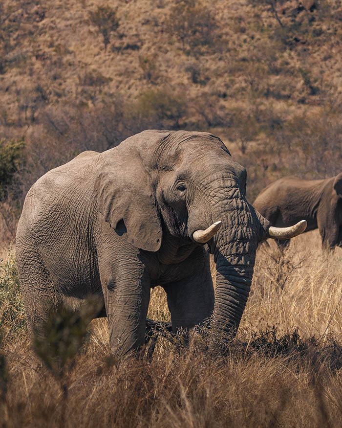 elephant