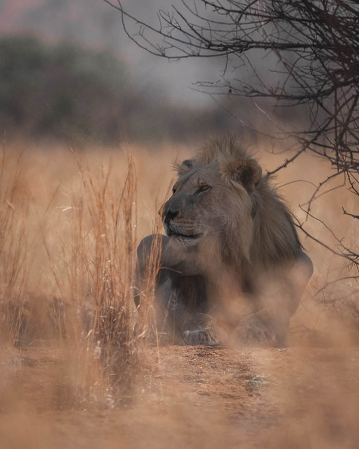 lion relaxing under a tree