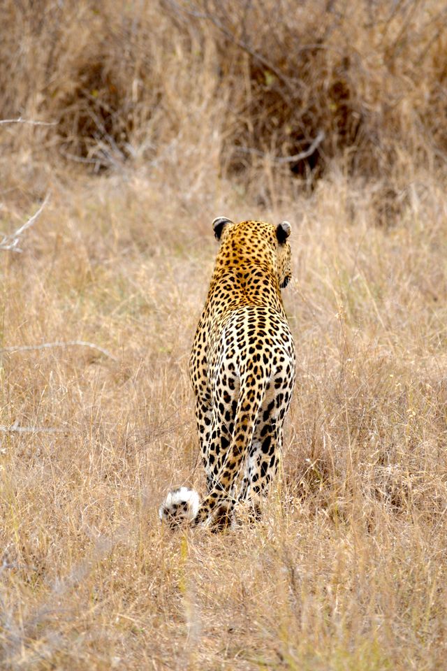 leopard walking away