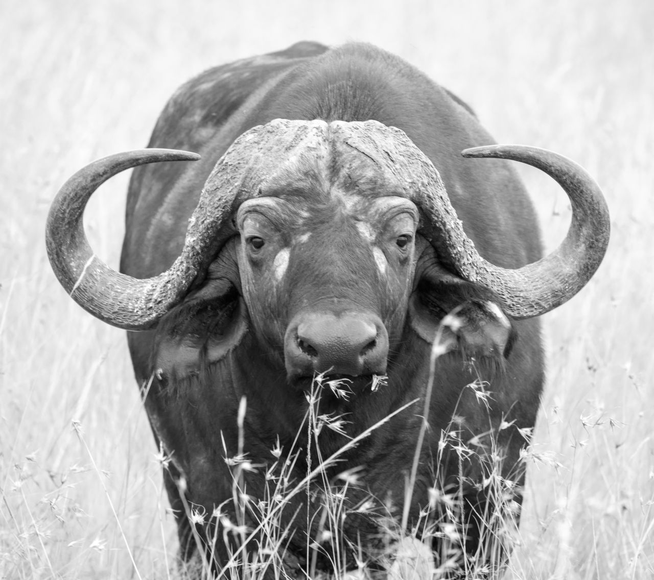 buffalo staring at camera