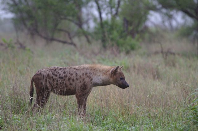hyena in the distance