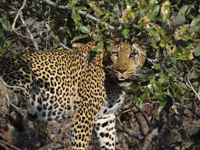 leopard looking at the camera