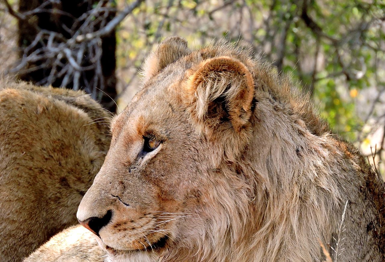 lion staring into the distance