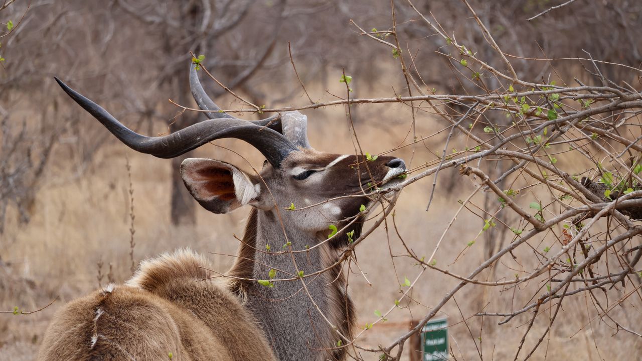 kudu near a tree