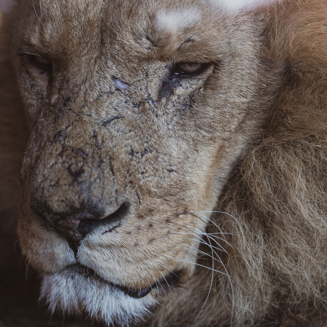 lion with scars