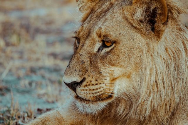 lion relaxing