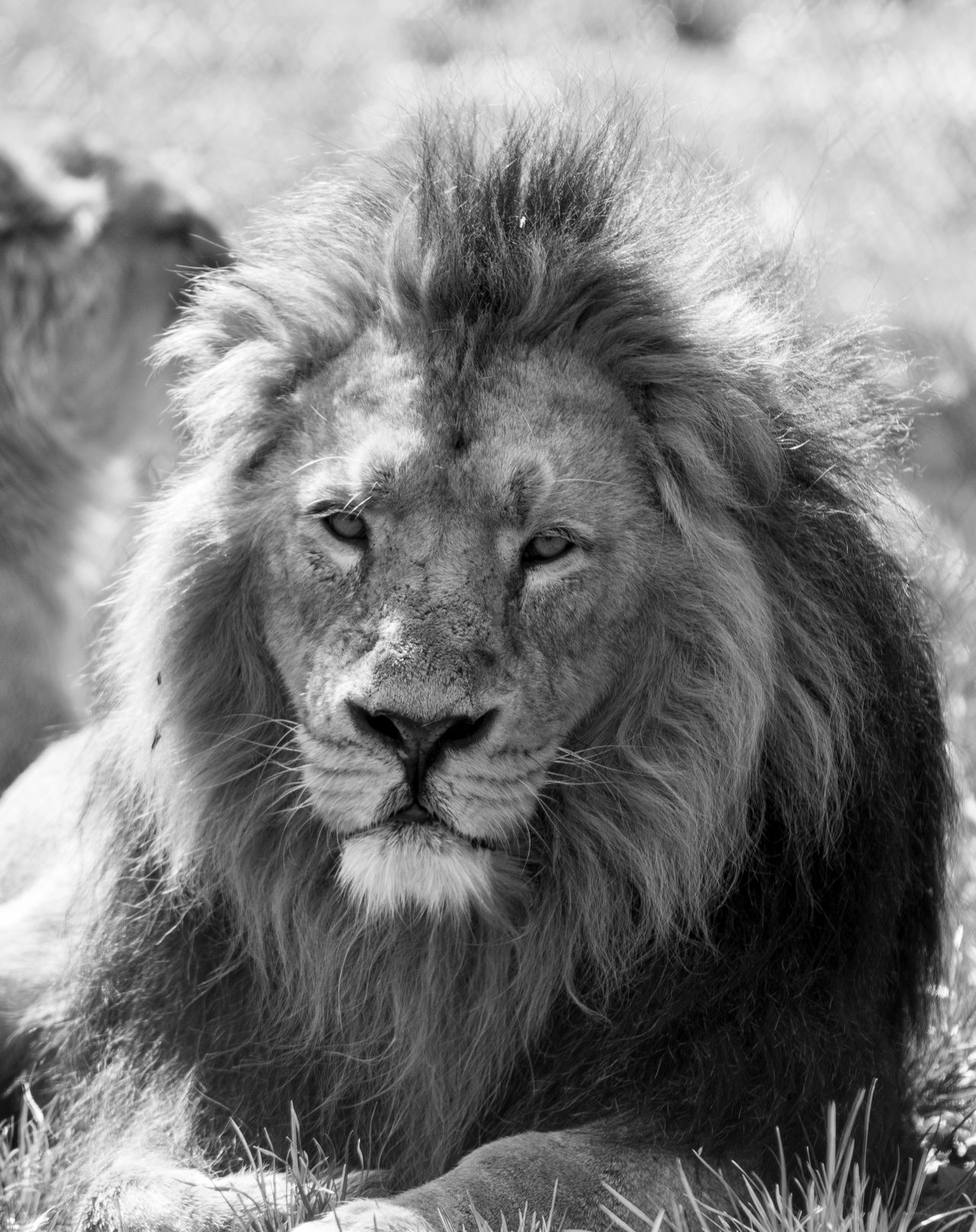 lion resting looking at the camera