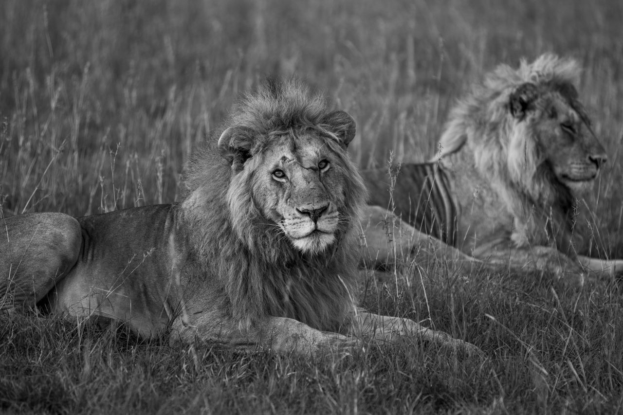 two male lions resting