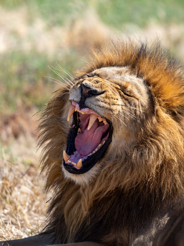 lion roar